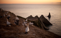 Gannet Colony at Cape Kidnappers - c Hawke`s Bay Tourism